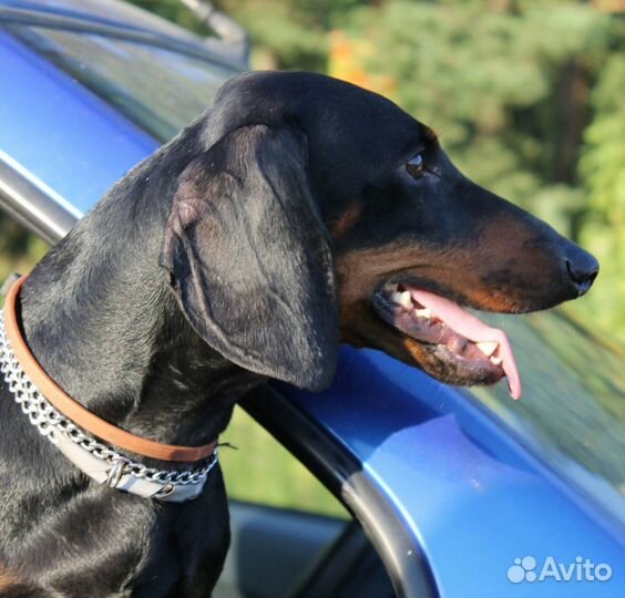 Вязка такса