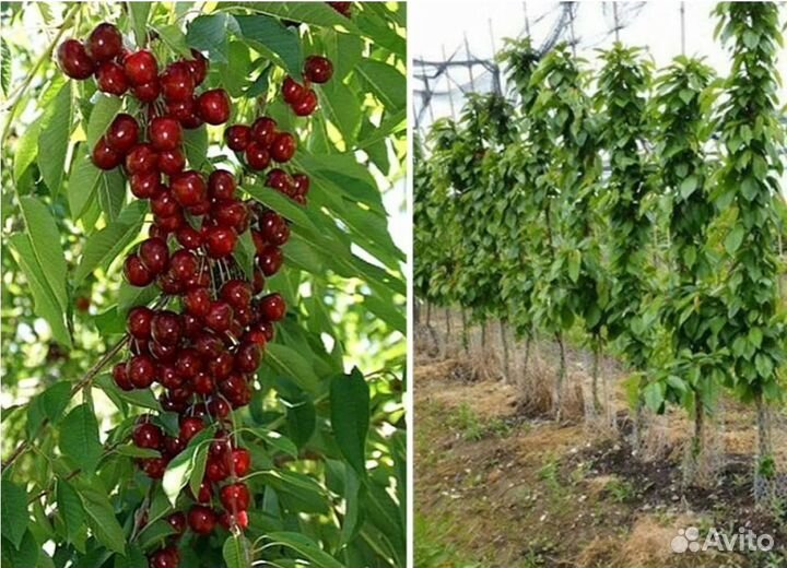 Саженцы черешни колоновидной
