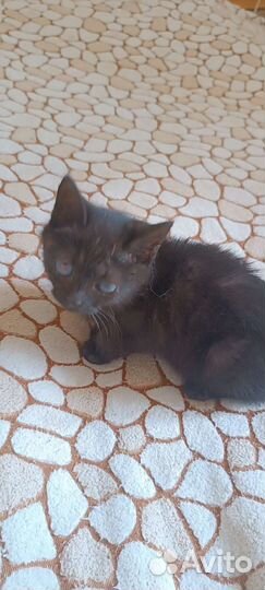 Котёнок, девочка, два месяца