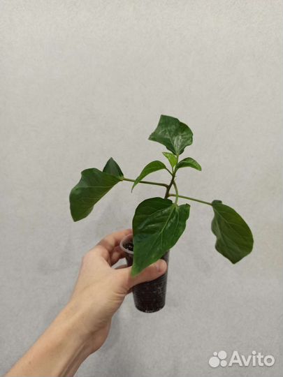 Гибискус гибридный DS Frozen Sky