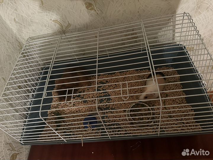Морская свинка