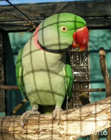 Александрийский попугай