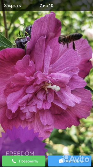 Сортовые гибискусы