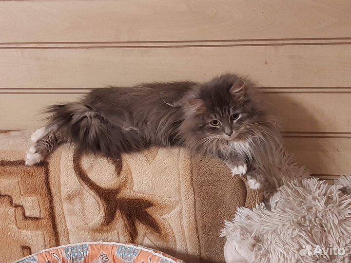 Милая кошечка Розана ищет дом