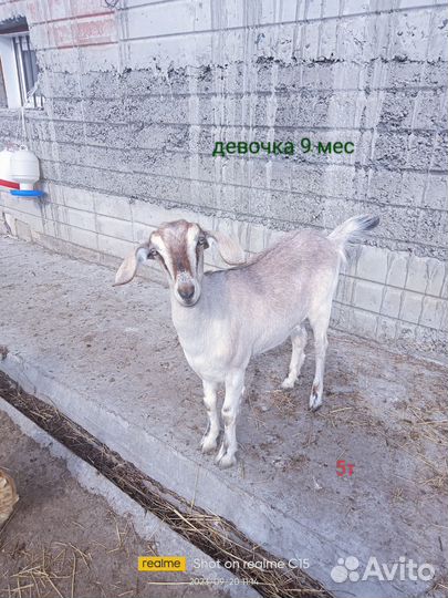 Козы дойные, козочки