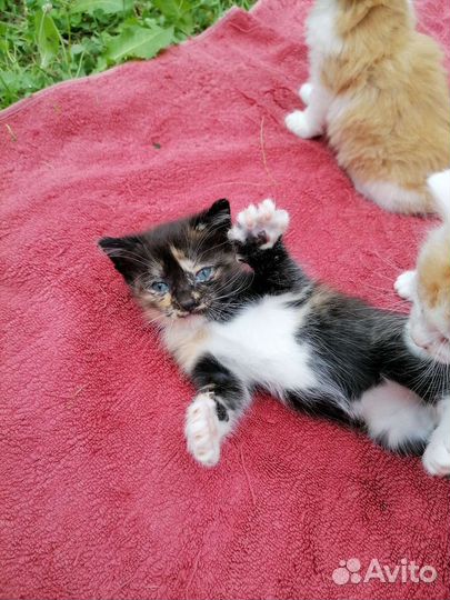 Котята