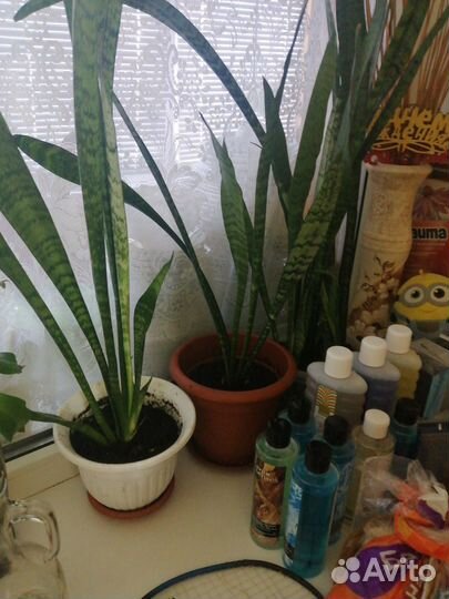 Сансервирия