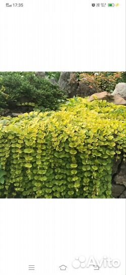 Вербейник монетчатый