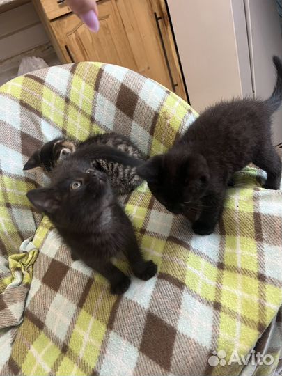 Умные котятки