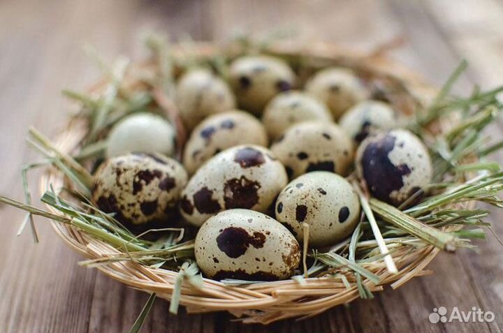Яйца перепелиные