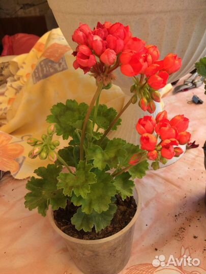 Герань пеларгония