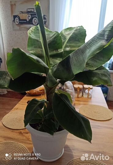 Комнатный банан (оригинальный подарок к 8 марта)