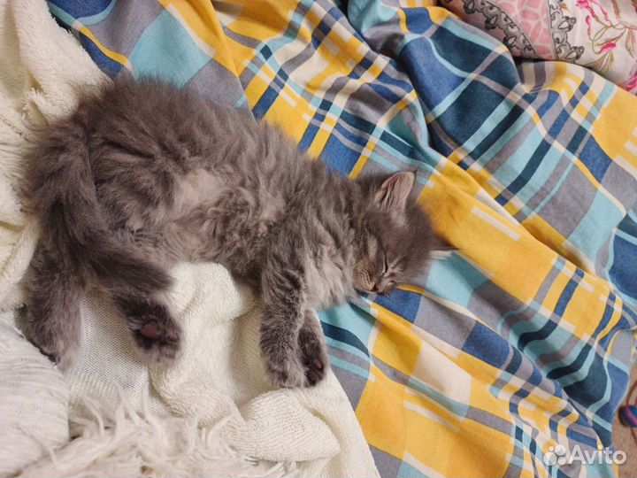 Сибирские котята