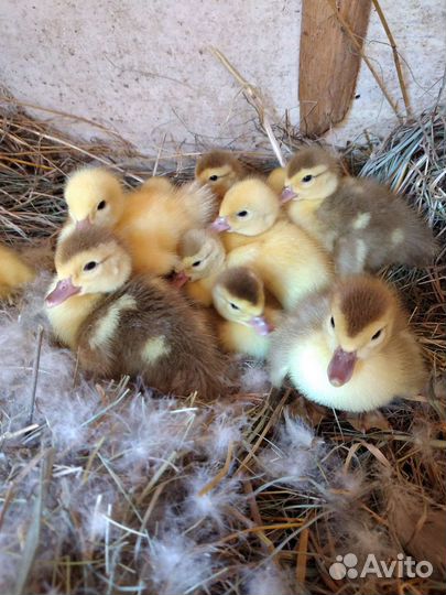 Утята мускусные