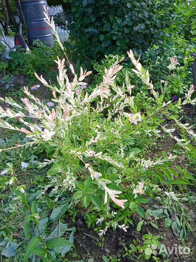 Ива Хакуро Нишики