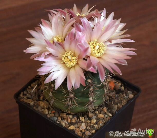 Кактусы из домашней коллекции. Сеянцы, суккуленты