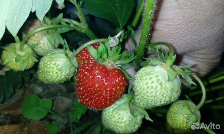 Кустик клубники 5 сортов