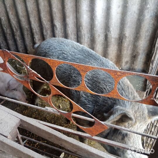 Хряк дюрок на племя