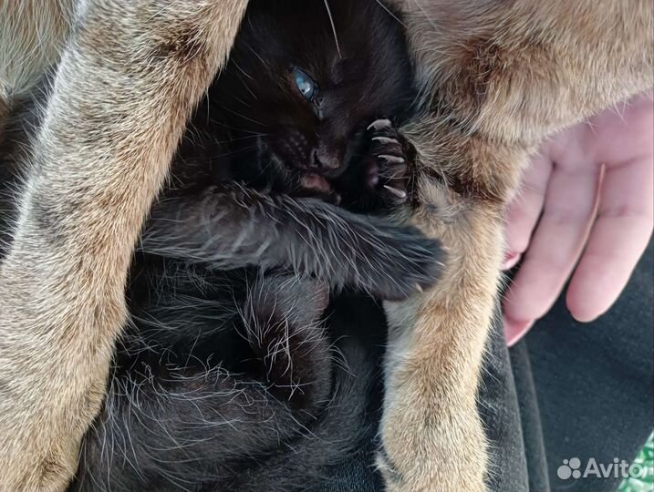 Кот