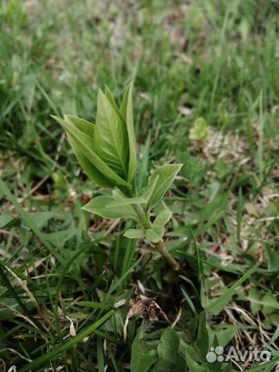 Ростки сирени