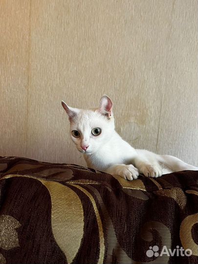 Белая кошечка