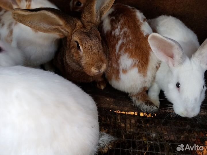 Кролики мясных пород