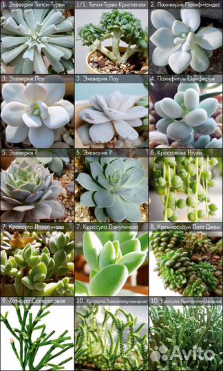 Суккуленты