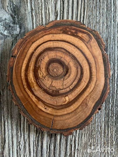 Торцевые спилы ирги