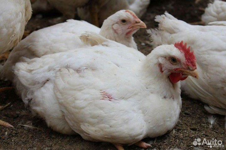 Кобб500 цыплята бройлера в ст. Елизаветинской