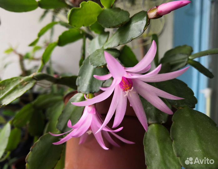 Рипсалидопсис