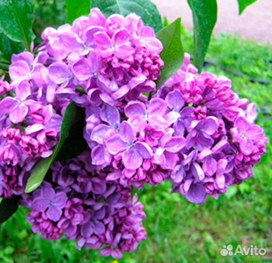 Сирень Привитая