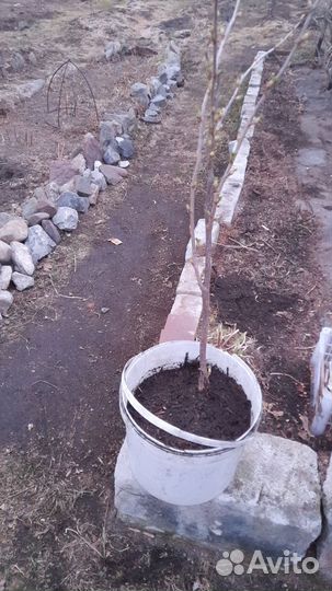 Саженцы черной смородины