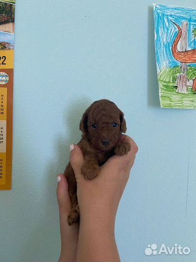 Щенки пуделя