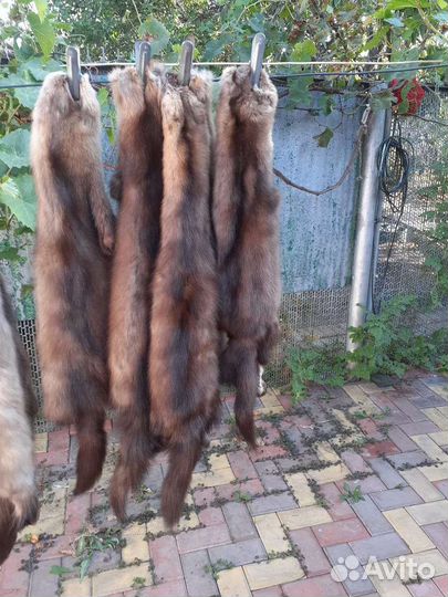 Шкуры соболя