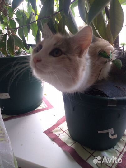 Кошечка Пуся