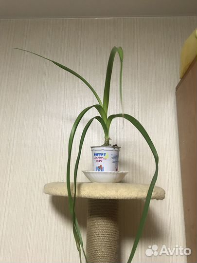 Индийский лук