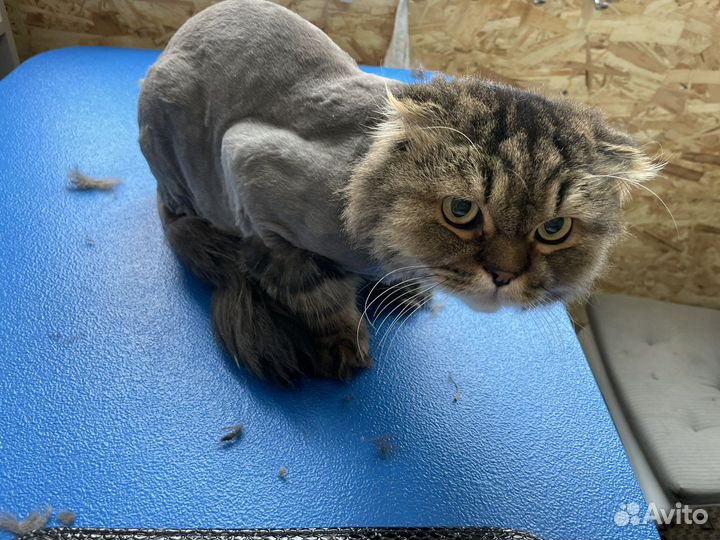 Грумер собак и кошек