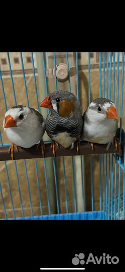 Японские амадины