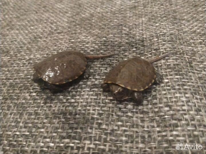 Маленькие черепашата