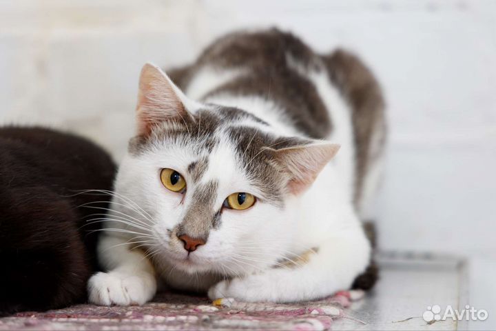 Отдаем бесплатно кота