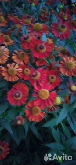 Многолетние садовые цветы