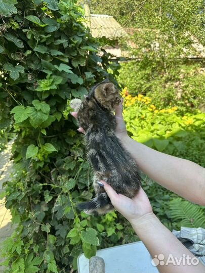 Котенок бенгальский