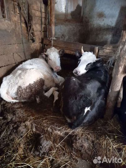 Продам телок