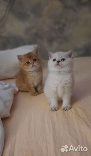 Шотландские котята