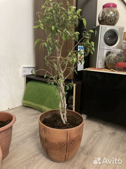 Комнатные цветы (много)