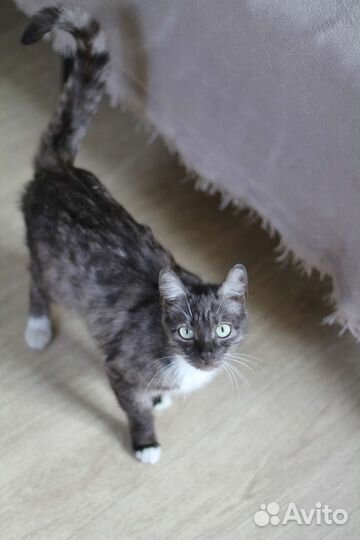 Кошка