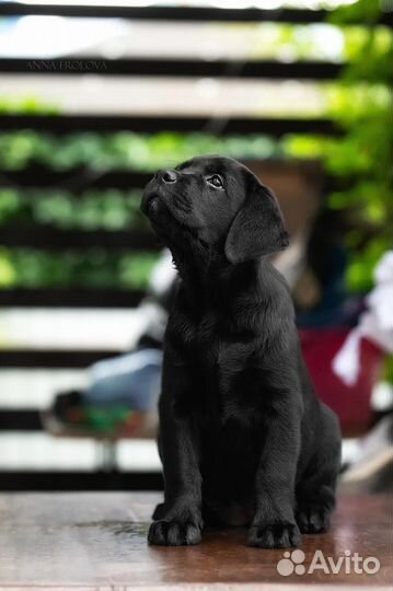 Щенки Лабрадора
