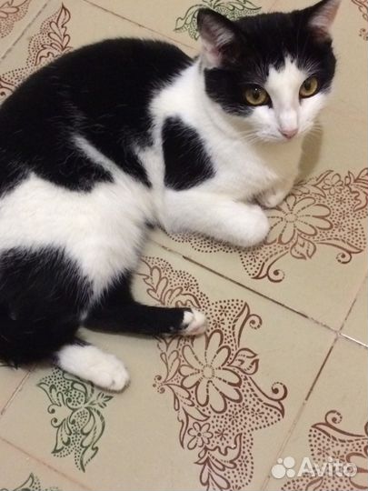 Стерилизованная миниатюрная котоЛеди Симочка