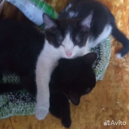 Кошки в добрые руки бесплатно