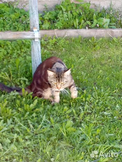 Котята от папы Мейн Куна